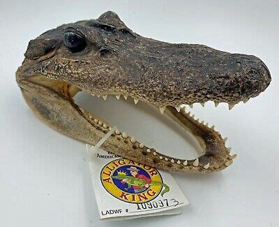 alligator head gift shop